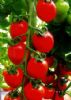 供应玛利雅—番茄种子
