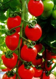 供应玛利雅—番茄种子