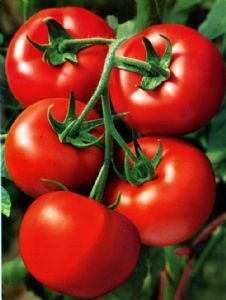 供应Q7—番茄种子
