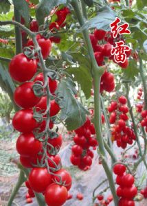 供应红雷—樱桃番茄种子