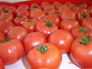 供应粉耐—番茄种子