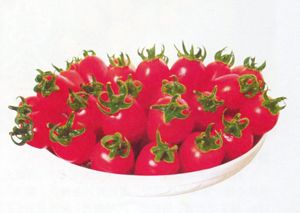 供应阿娇—番茄种子