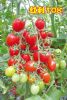 供应红利108—番茄种子