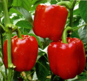 供应诺亚方舟（红色）—甜椒种子