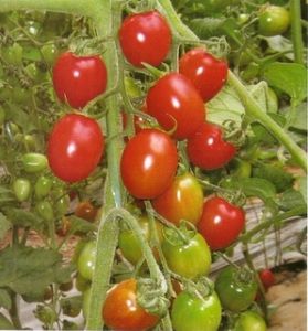 供应精樱（种子纯度95%以上）—番茄种子