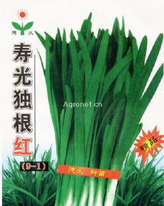 供应寿光独根红（9-1)—韭菜种子