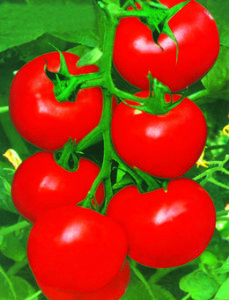 供应太阳神－番茄种子