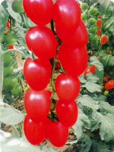 供应新改良千禧—番茄种子