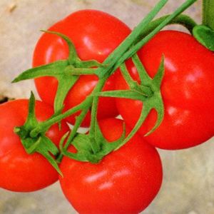 供应天娜（高抗TY病毒）—番茄种子