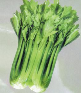 供应美国加州王芹菜—芹菜种子