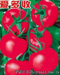 供应爱多收—番茄种子
