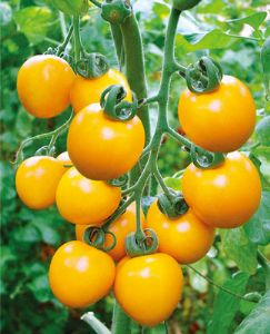 供应黄圆—番茄种子