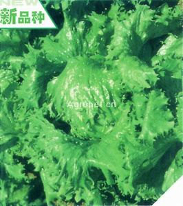 鸭川12——生菜种子