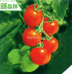 铃姬——番茄种子
