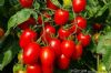 供应优质大红果樱桃番茄