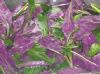 供应紫背菜种苗