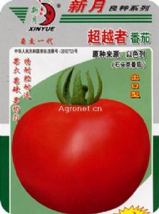 供应超越者番茄—番茄种子