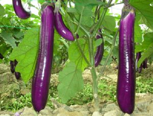 供应紫荣6号紫长茄-茄子种子