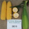 供应HM50—超甜玉米种子