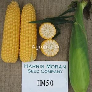 供应HM50—超甜玉米种子