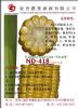 美国型超甜玉米种子：ND－418