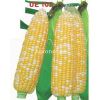 供应UE102—超甜玉米种子