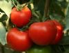 供应太阳升—番茄种子