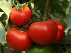 供应太阳升—番茄种子