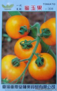 供应蜜玉果—番茄种子