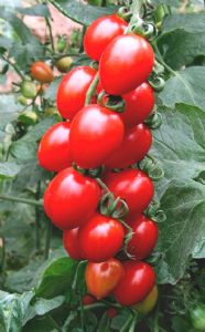 供应小大红—番茄种子