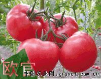 供应欧官—番茄种子