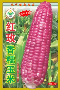 红玫糯玉米——玉米类种子