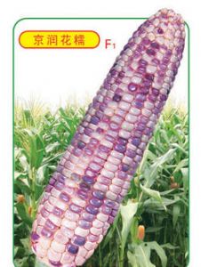 供应京润花糯—玉米种子
