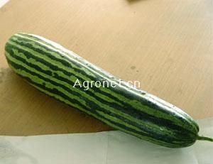 供应兴绿菜瓜－黄瓜种子