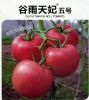 供应谷雨天妃五号—番茄种子