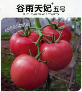 供应谷雨天妃五号—番茄种子