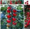 供应玉玲珑—番茄种子