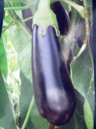 供应JE-400—绿萼紫色长茄种子