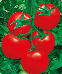 供应宏佳F1—番茄种子