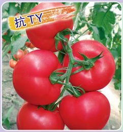 供应粉冠2F1—番茄种子