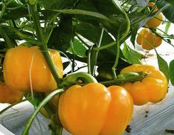 供应一品黄椒—甜椒种子