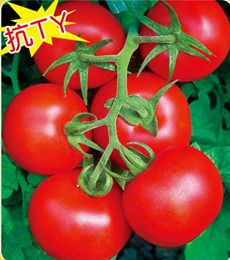 供应宏冠121F1—番茄种子