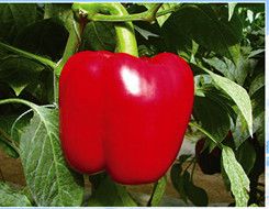 供应一品红椒—甜椒种子