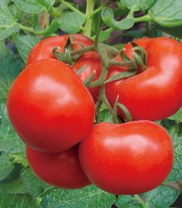 供应1705—番茄种子