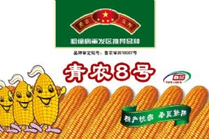 供应亘青玉米3—玉米种子