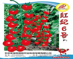 供应红妃6号—番茄种子