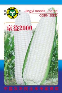 供应京益2000——玉米种子