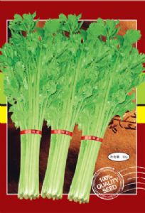 供应泰国小香芹—芹菜种子