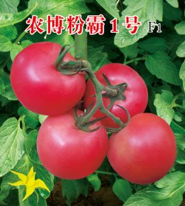 供应农博粉霸1号—番茄种子
