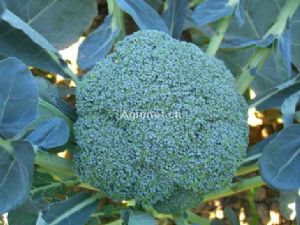供青花菜种子-JR521(耐热型西兰花品种)